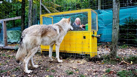 狼の血が濃い犬ランキング：犬と狼の境界線を探る